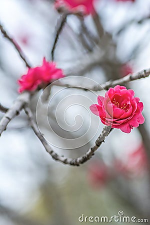 Peach blossoms Stock Photo