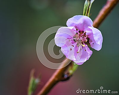Peach blossoms sibd fantastically beautiful Stock Photo