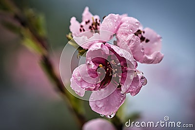 Peach blossoms sibd fantastically beautiful Stock Photo