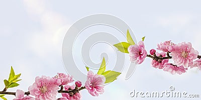 Peach Blossoms with space for your texts Stock Photo