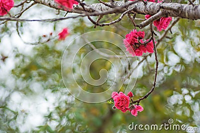 Peach blossoms in Texas Hill Country Stock Photo