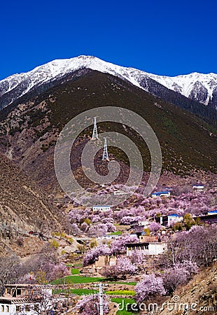 Peach blossoms in the valley Stock Photo