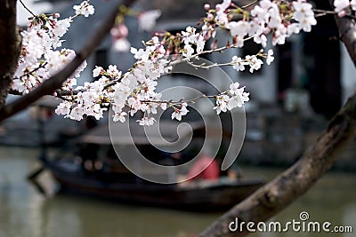 Peach blossoms of Xitang Stock Photo