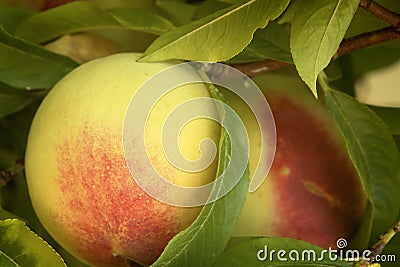 Peach on Bough Stock Photo