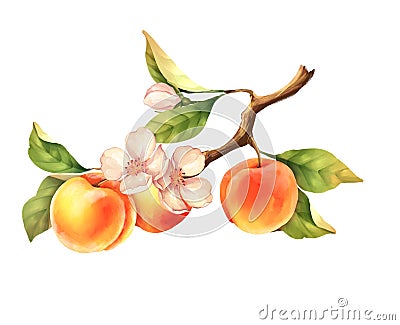 Peach branch. Hand drawn fruit illustration with flowers. Isolated on white. Cartoon Illustration