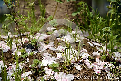 Peach branch petal and grass land Stock Photo