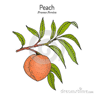 Peach branch Prunus persica , edible juicy fruit Vector Illustration