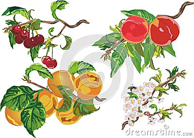 Peach, cherry and apricot Vector Illustration