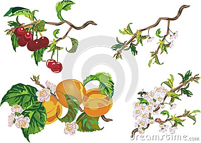 Peach, cherry and flowers Vector Illustration
