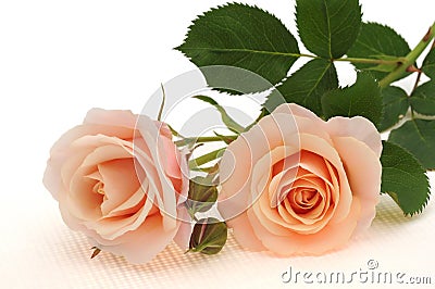 Peach color rose isolated on white Stock Photo