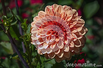 A peach colored dahlia with red speckling Stock Photo