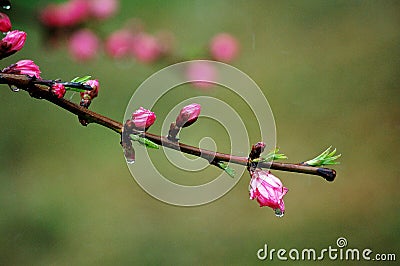 Peach flower buds after rain Stock Photo