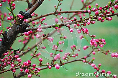 Peach flower buds after rain Stock Photo