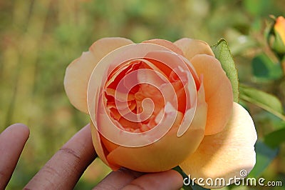 Peach Flower in fingertips among blurred field Stock Photo