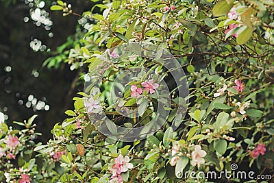 Beautiful peach blossom flower with pink color in the garden Stock Photo