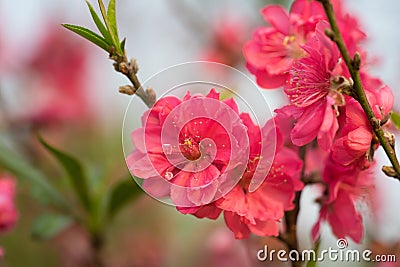 Peach flower on tree. Peach flower is symbol of Vietnamese Lunar New Year - Tet holidays in north of Vietnam Stock Photo