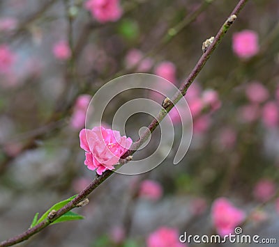 Peach flowers blooming at the park in Hanoi, Vietnam Stock Photo