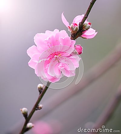 Peach flowers in garden Stock Photo