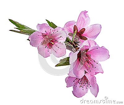 Peach flowers isolated Stock Photo