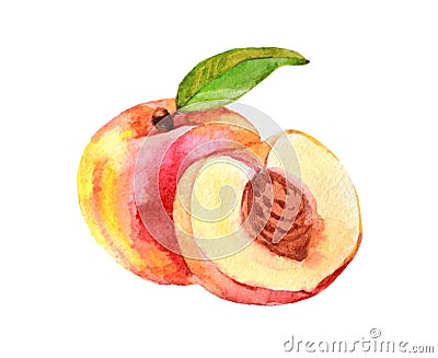 Peach fruit with leaf, watercolor illustration Cartoon Illustration