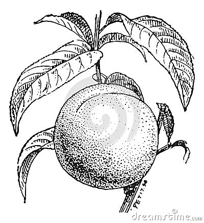 Peach fruit or Prunus persica, vintage engraving Vector Illustration