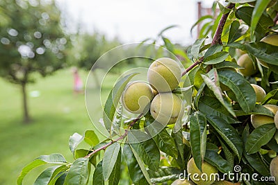 Peach fruit on tree Stock Photo