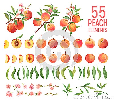 Peach Fruit watercolor element set. Isolated peaches collection of fruits, leaves, slices on white Vector Illustration