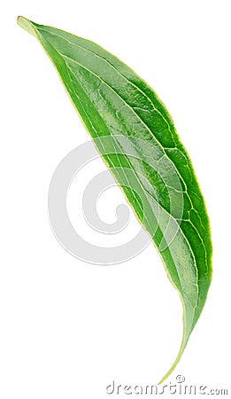 Peach green leaf isolated on white Stock Photo