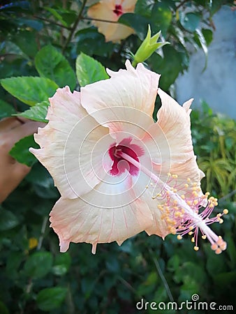 Peach gumamela flower blooms in a garden Stock Photo