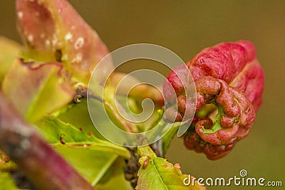 Peach leaf curl caused by Taphrina deformans Stock Photo