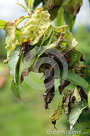 Peach Leaf Curl - Taphrina deformans Stock Photo