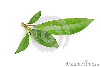 Peach leaf isolated on white background Stock Photo