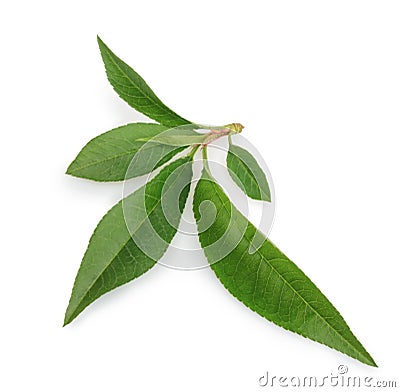 Peach leaf isolated on white background Stock Photo