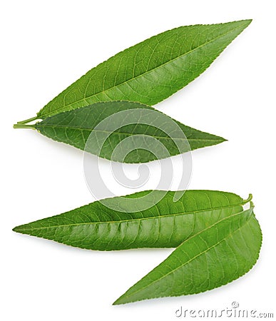 Peach leaf isolated on white background Stock Photo