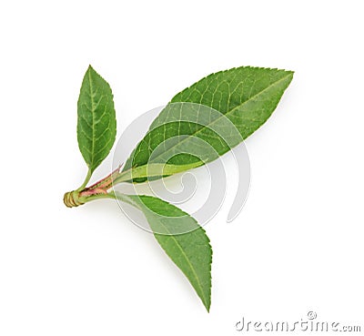 Peach leaf isolated on white background Stock Photo