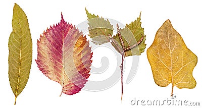 Peach leaves, ash, birch and eggplant Stock Photo