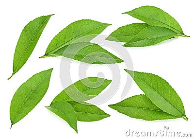 Peach leaves isolated on white background Stock Photo