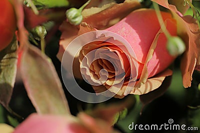 peach and milk roses close-up. Stock Photo