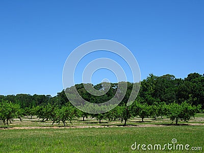 Peach Orchard Stock Photo