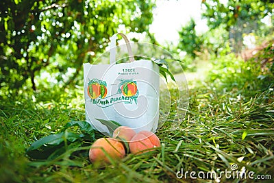 Peach Orchard 24 Stock Photo