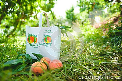 Peach Orchard 8 Stock Photo