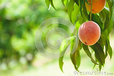 Peach Orchard 10 Stock Photo