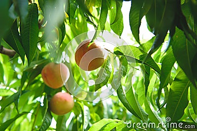 Peach Orchard 14 Stock Photo