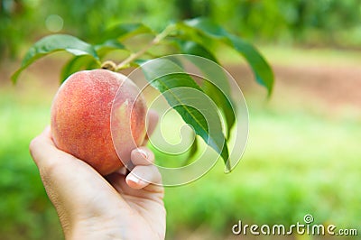 Peach Orchard 11 Stock Photo