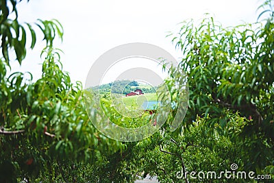 Peach Orchard 21 Stock Photo