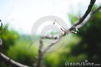 Peach Orchard 20 Stock Photo