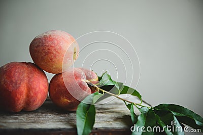 Peach Orchard 15 Stock Photo