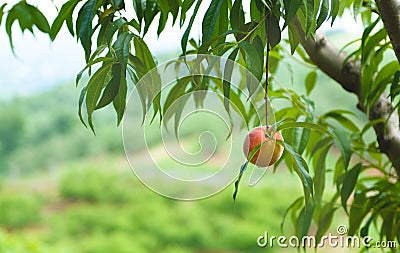 Peach Orchard 17 Stock Photo