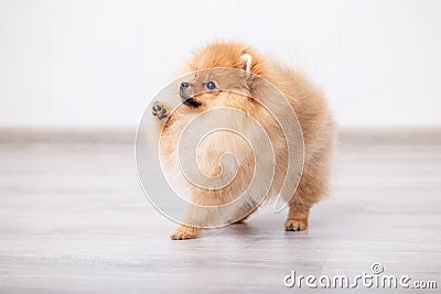 The Peach Pomeranian obediently raised a paw Stock Photo