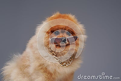 Peach pomeranian spitz dog with chain and sunglasses Stock Photo